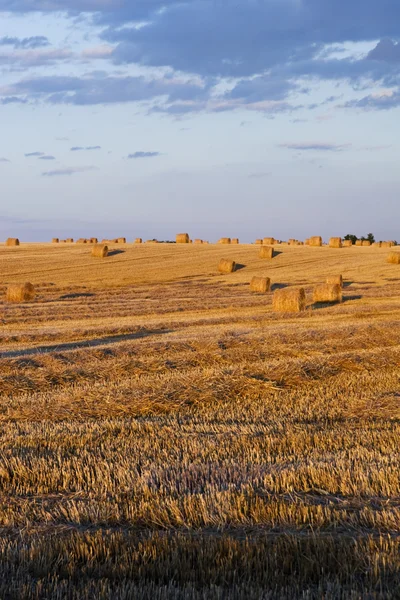 stock image Farmers field full of hay bales