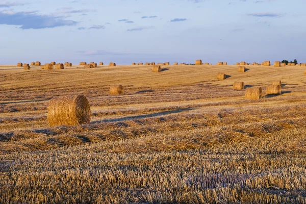 stock image Farmers field full of hay bales