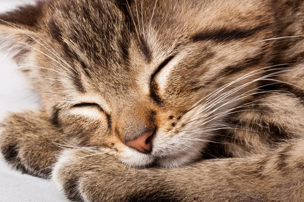 Спящая кошка — стоковое фото