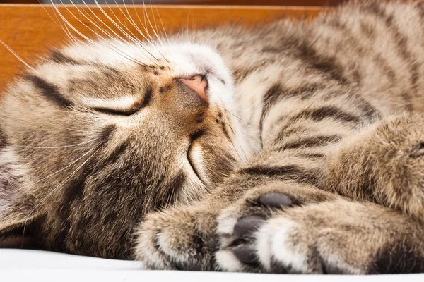 Sovande katt — Stockfoto
