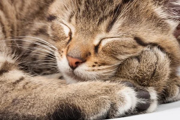 Slapende kat — Stockfoto
