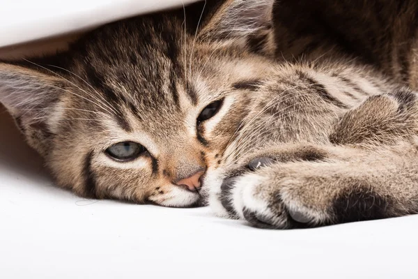 睡猫 — 图库照片