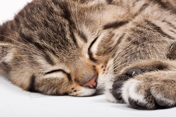 Gato dormido —  Fotos de Stock