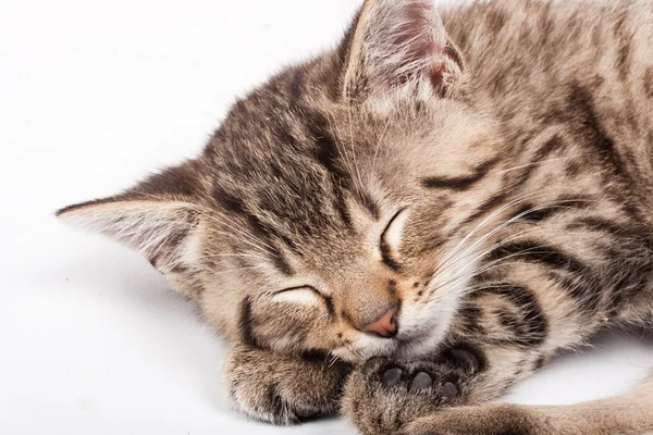Gato adormecido — Fotografia de Stock