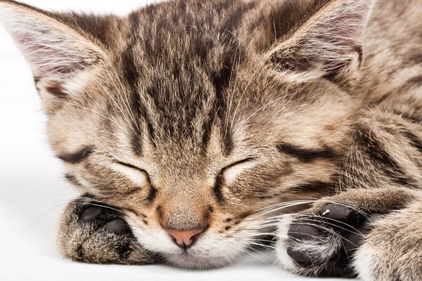 Gato dormido — Foto de Stock