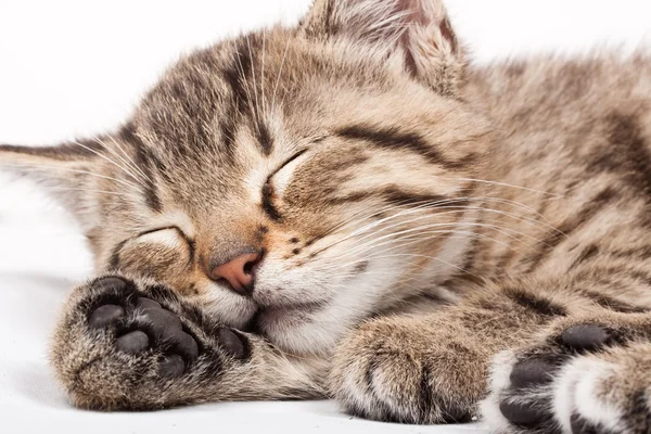 Uyuyan kedi — Stok fotoğraf