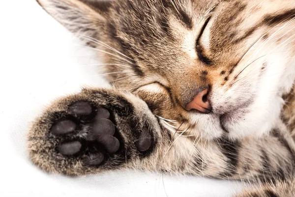 Sleeping cat — Stock Photo, Image