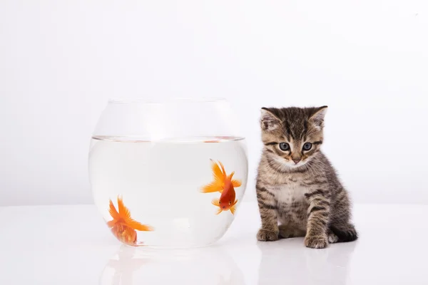 Hauskatze und Goldfisch — Stockfoto
