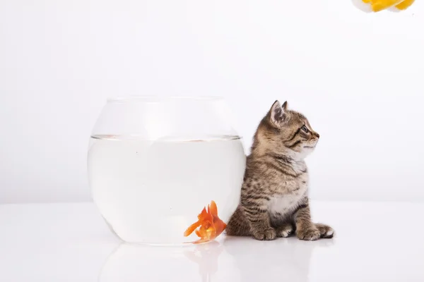 Домашній кіт і золота риба — стокове фото