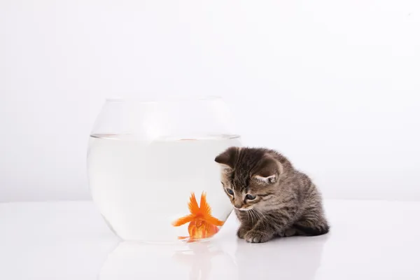 Ev kedisi ve altın balık. — Stok fotoğraf