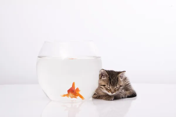 Házi macska és aranyhal. — Stock Fotó