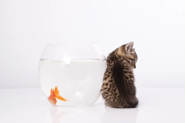 Domácí kočka a zlatá ryba — Stock fotografie