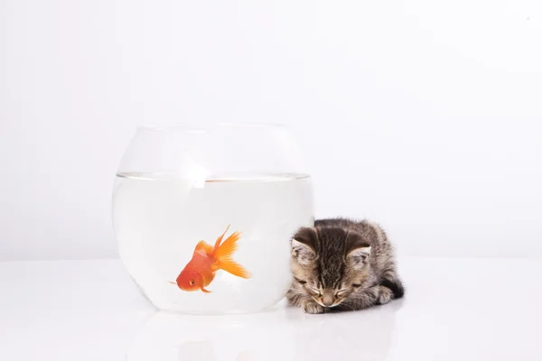 Gato casero y un pez dorado — Foto de Stock