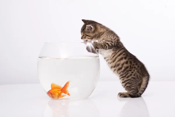 Hauskatze und Goldfisch — Stockfoto