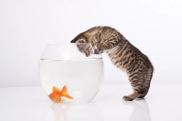 Ev kedisi ve altın balık. — Stok fotoğraf