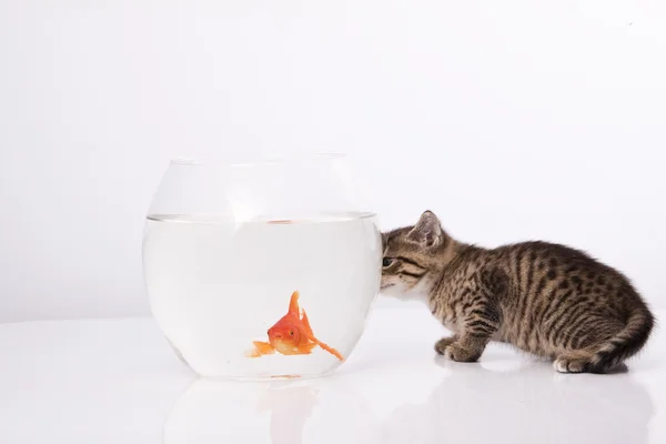 Casa gatto e un pesce d'oro — Foto Stock