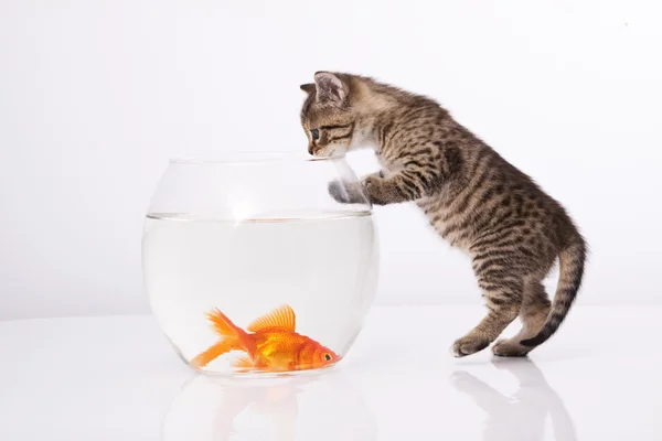 Thuis kat en een gouden vis — Stockfoto