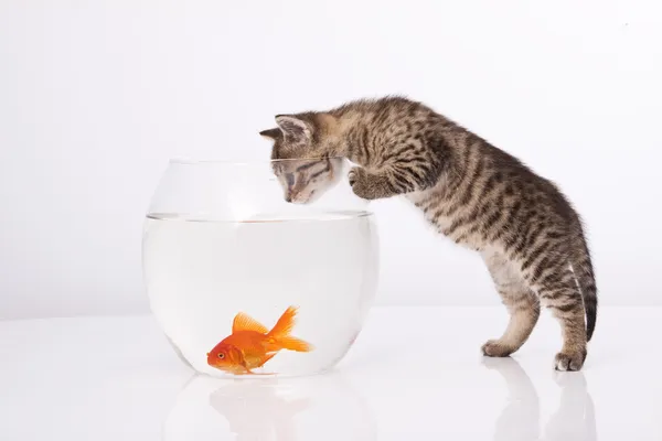 Gato casero y un pez dorado — Foto de Stock