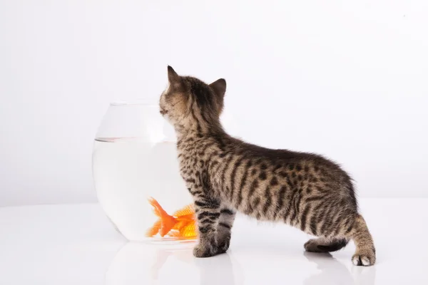 Casa gatto e un pesce d'oro — Foto Stock
