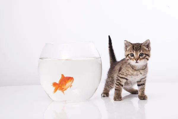 Домашній кіт і золота риба — стокове фото