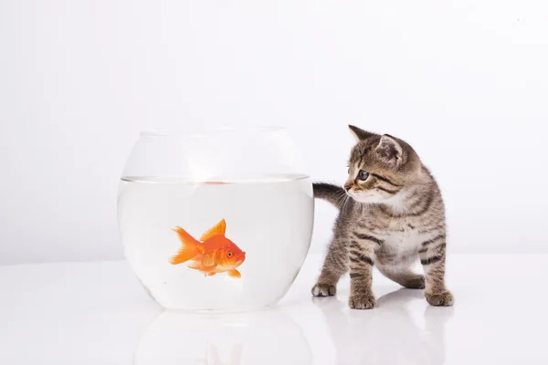 家猫と金魚 — ストック写真