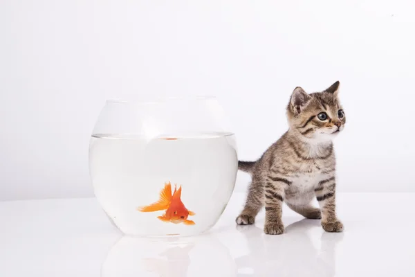 家猫と金魚 — ストック写真
