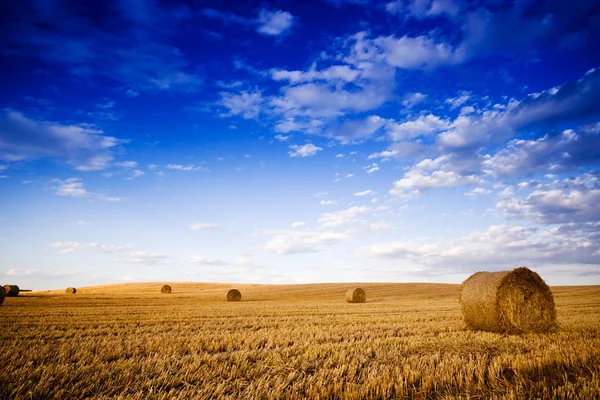 Земледельческое поле, полное тюков сена Лицензионные Стоковые Фото