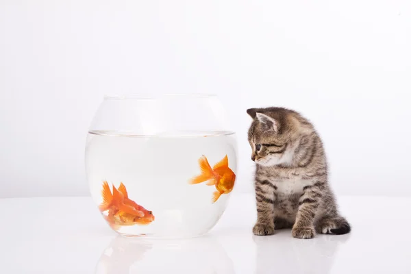 Home cat and a gold fish — Stock Photo, Image