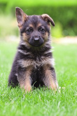 Young German Shepherd on a green grass clipart