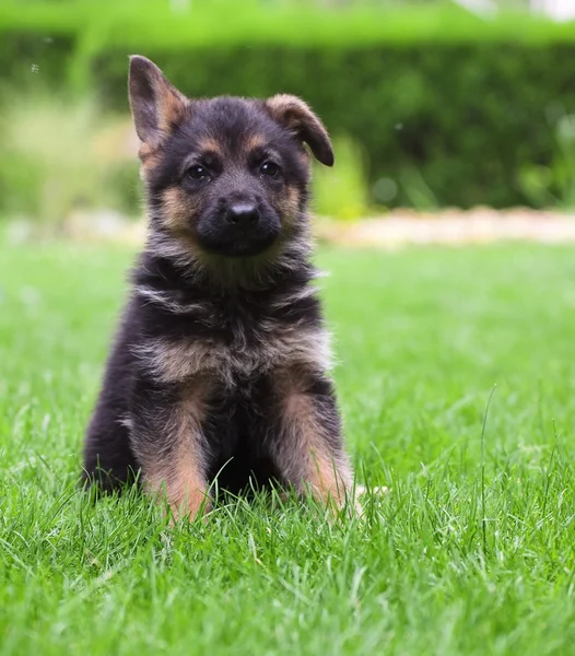 stock image Young German Shepherd on a green grass