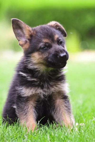 stock image Young German Shepherd on a green grass