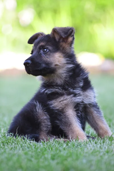 stock image Young German Shepherd on a green grass