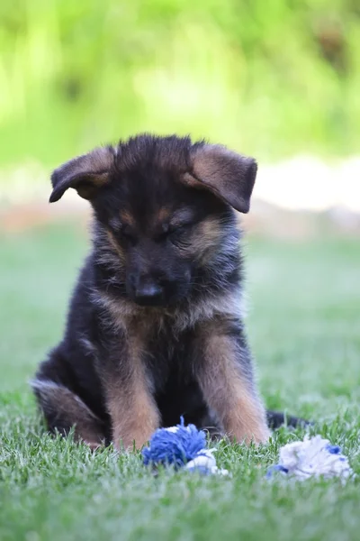 stock image Young German Shepherd on a green grass