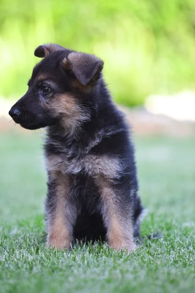 stock image Young German Shepherd on a green grass