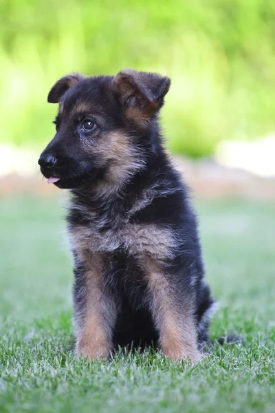 Stock image Young German Shepherd on a green grass