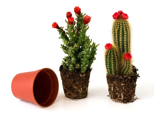 Potted cacti with flowers — Stock Photo, Image