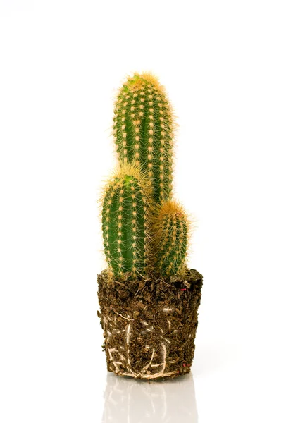 Potted cactus without pot — Stock Photo, Image
