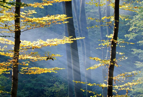 Işık sonbahar orman — Stok fotoğraf