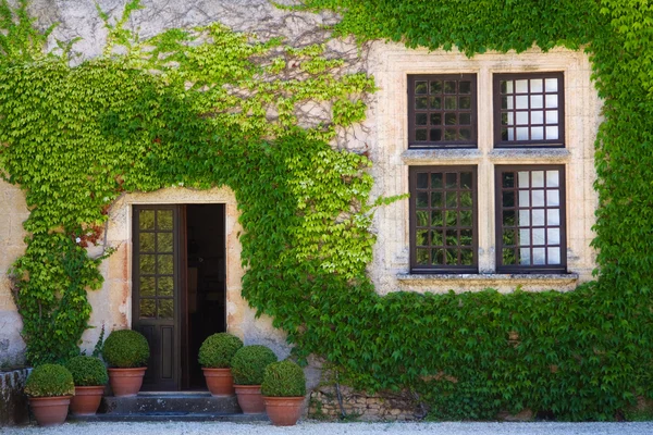 Ivy clad wall — Stock Photo, Image