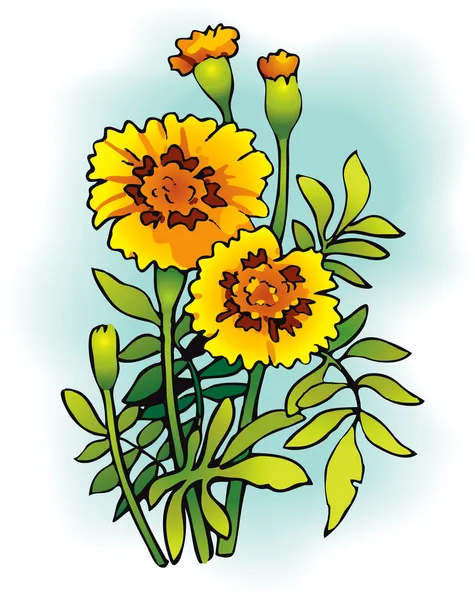 Tagetes — Stock Vector