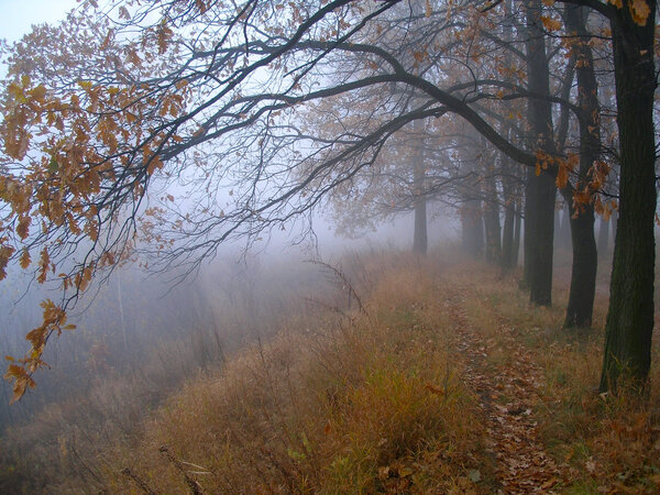 Oak grove in fog