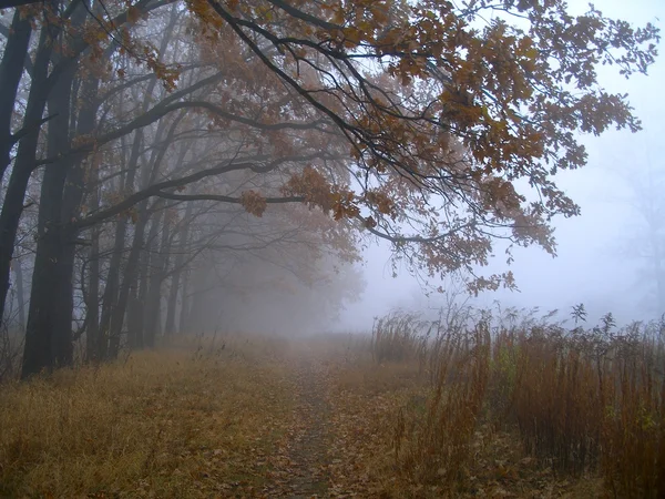 stock image Autumn Fog