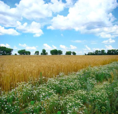 A field of mature wheat clipart