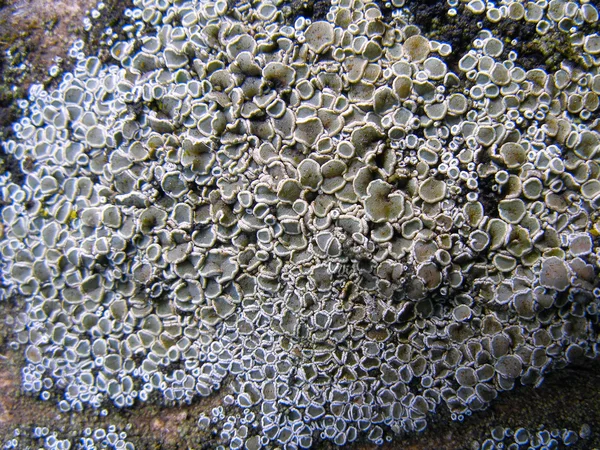 Colonia lichen — Photo