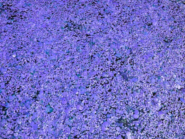 Фіолетовий кіл — стокове фото