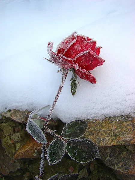 Троянда на снігу — стокове фото