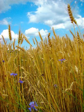 Cornflowers in wheat clipart