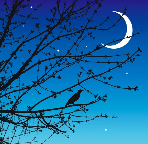Natt låten Nightingale — Stock vektor