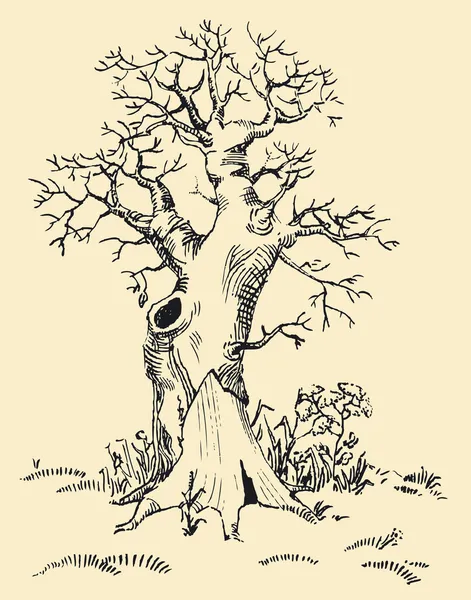 Eski ağaç — Stok Vektör