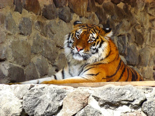 Сибірський тигр — стокове фото